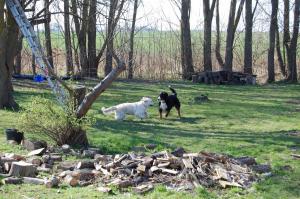 Trunte og Buller