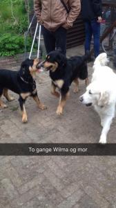 Wilma Wilma og Trunte