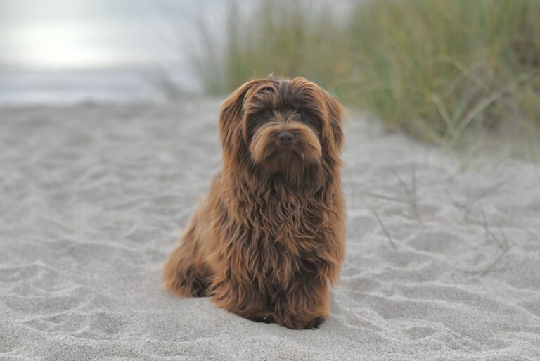 Bichon havanais sidder roligt på en sandstrand