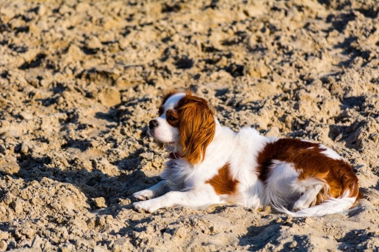 Cavalier king charles spaniel hviler roligt på en strand