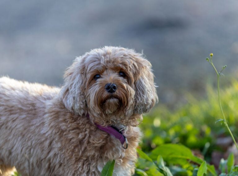 Cavapoo står udendørs i grønt område