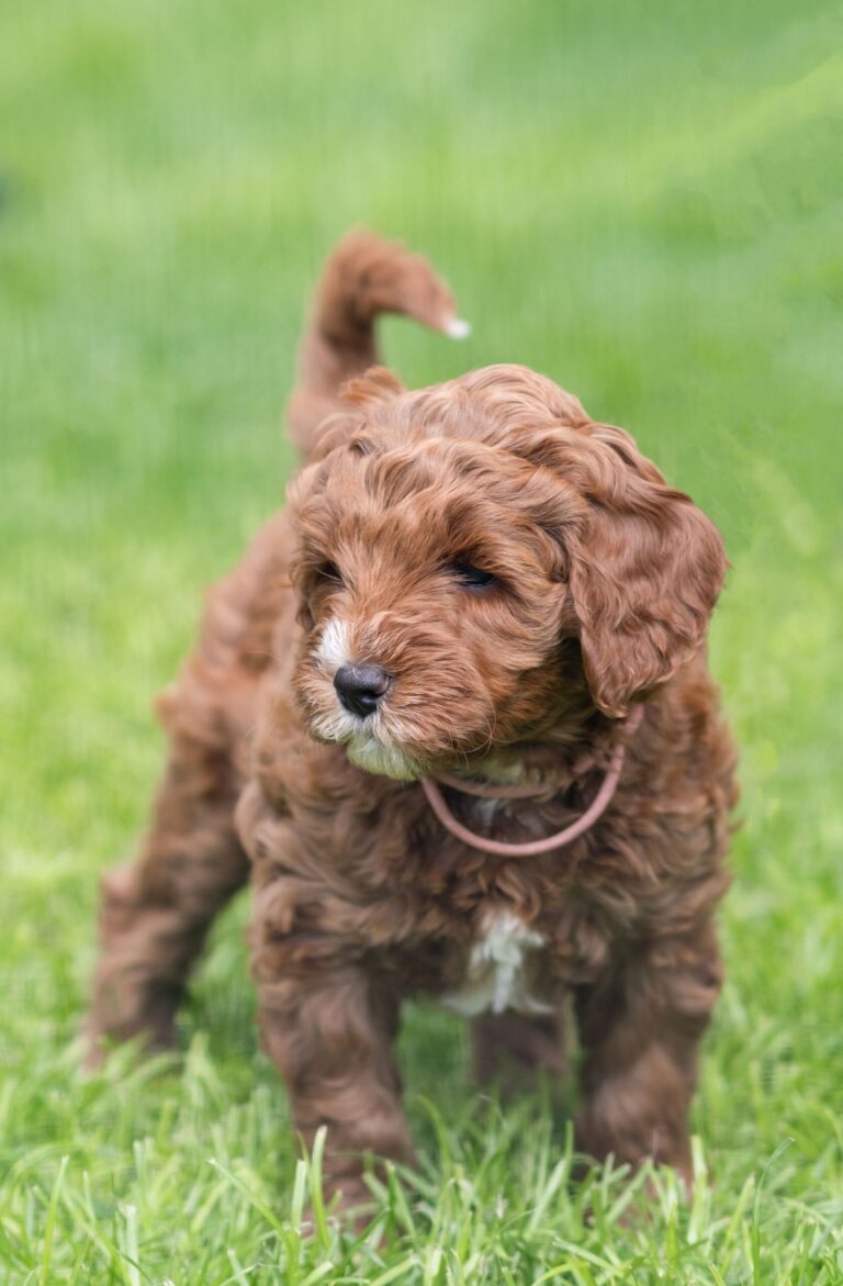 Cockapoo står på græs udendørs