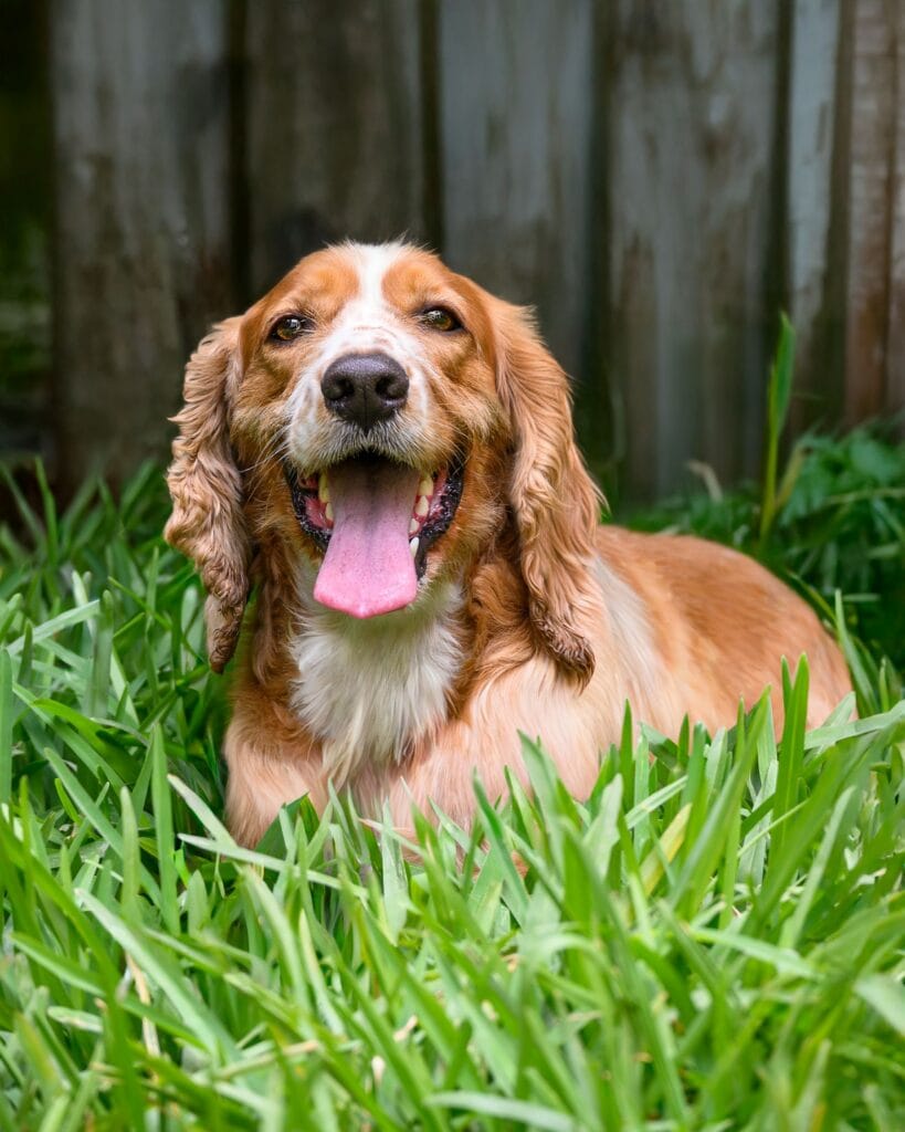 Cocker spaniel hviler roligt i grønt græs