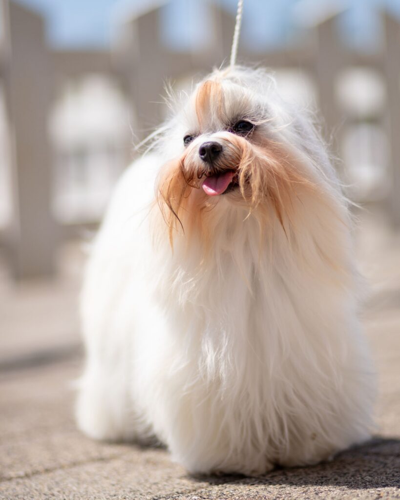 Coton de tulear med blød hvid pels udendørs
