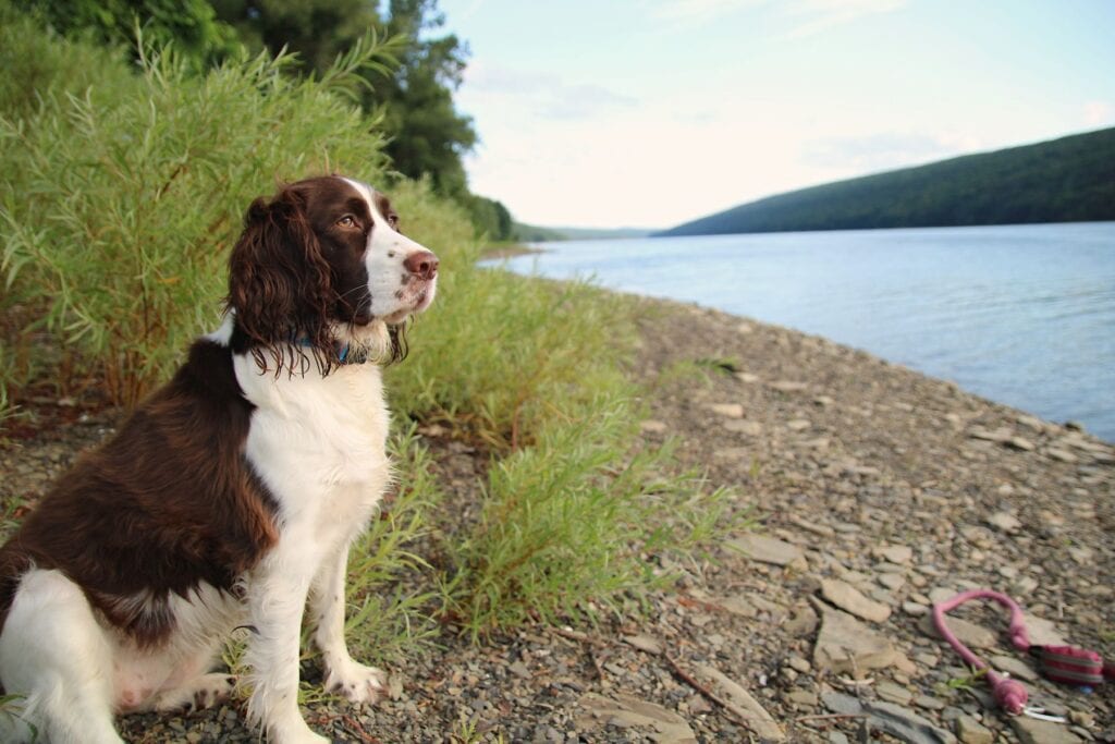 Engelsk springer spaniel sidder roligt ved en sø