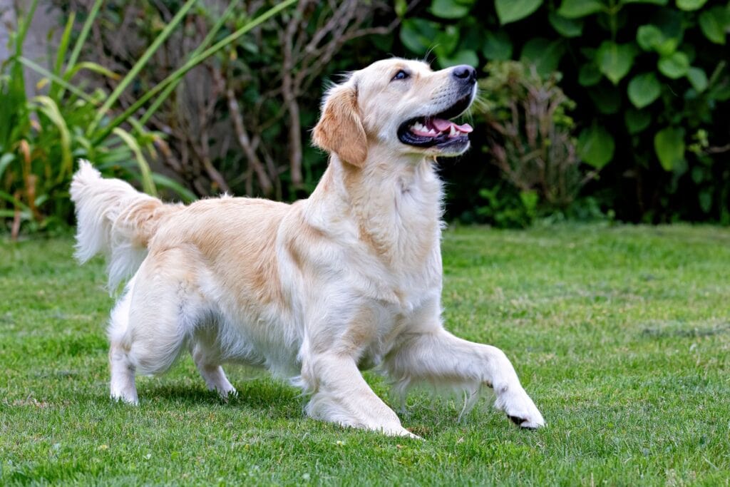 Golden retriever står opmærksomt på græs udendørs