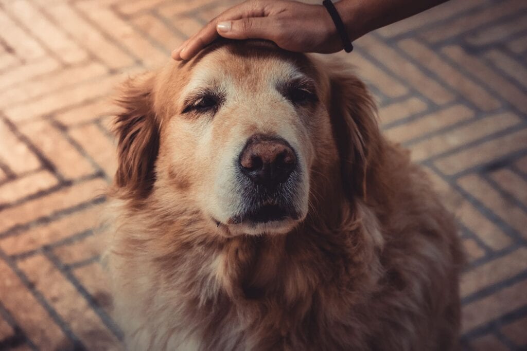 Gylden hund bliver klappet roligt på hovedet