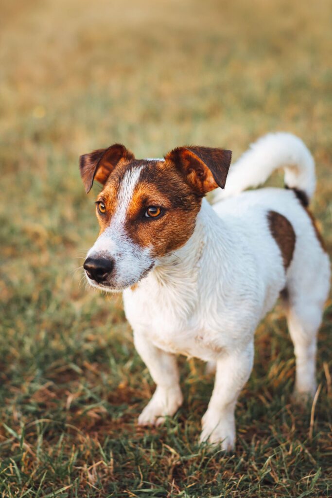 Jack russell terrier står opmærksomt på græs udendørs