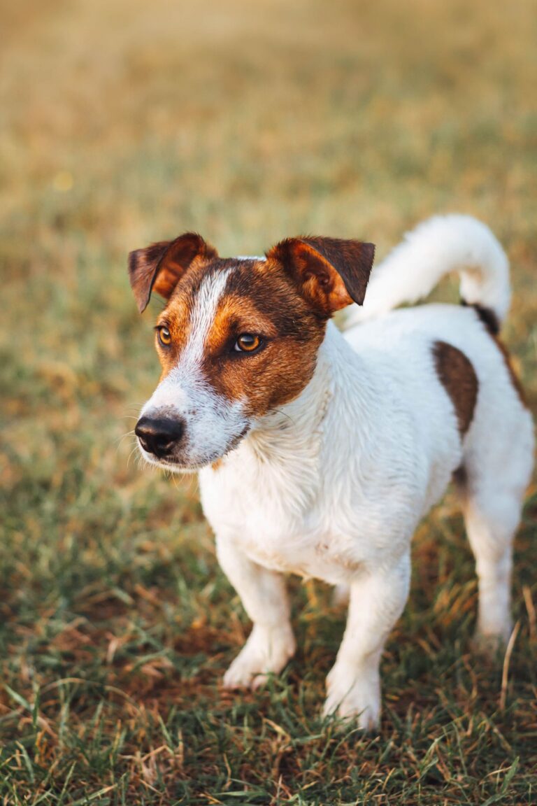 Jack russell terrier står opmærksomt på græs udendørs