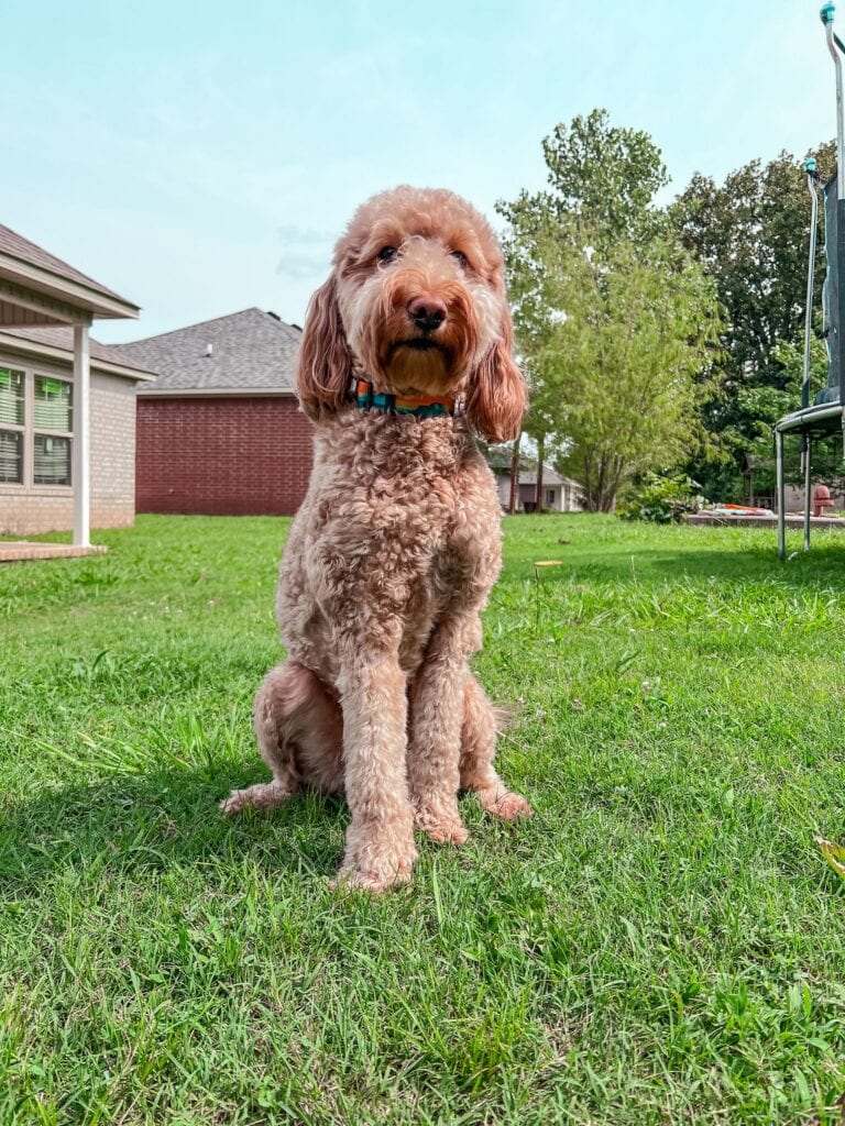 Labradoodle sidder på græs udendørs