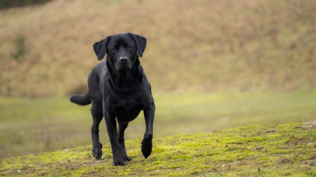 Sort labrador retriever går roligt udendørs