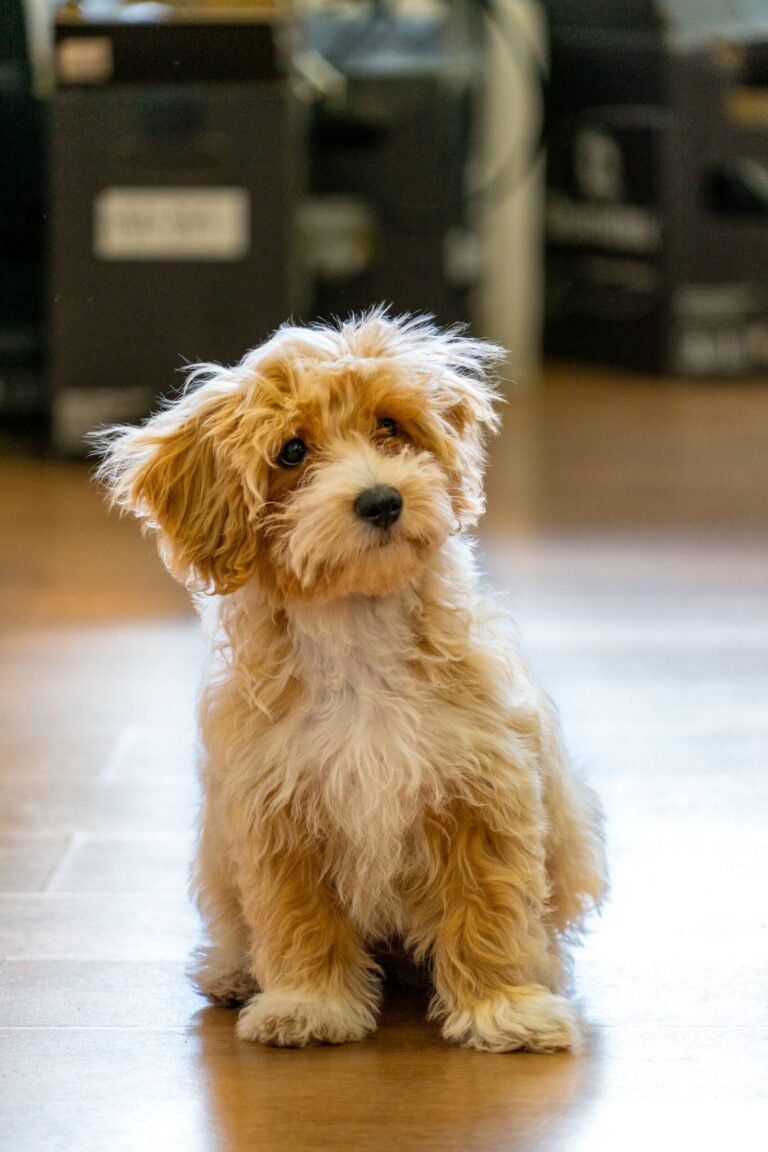 Maltipoo-hvalp sidder indendørs