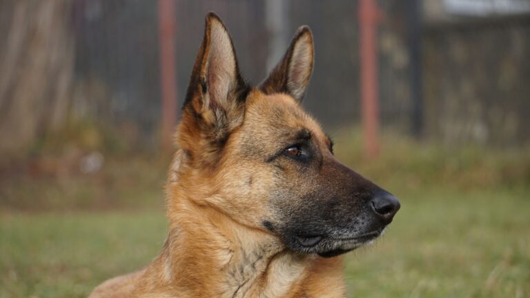 Schæferhund med opmærksomt blik udendørs