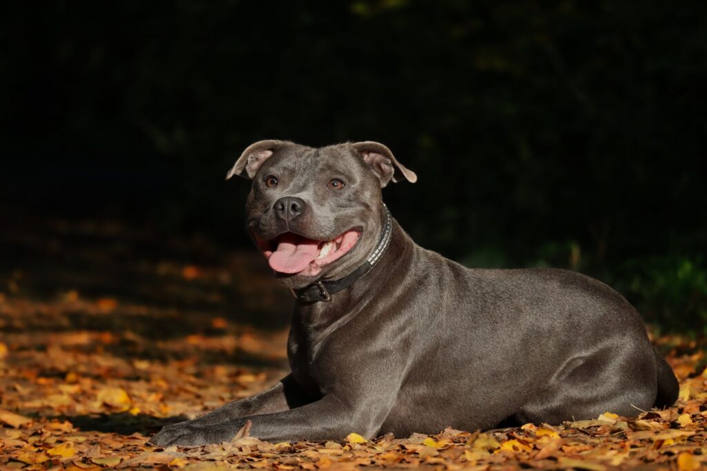 Staffordshire bull terrier hviler roligt udendørs blandt efterårsblade