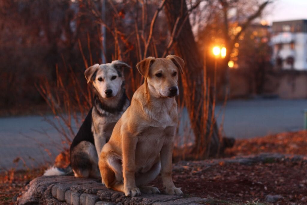 To rolige hunde sidder side om side udendørs ved solnedgang