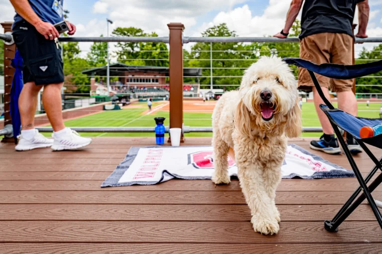 Goldendoodle hund med krøllet lys pels står roligt udendørs